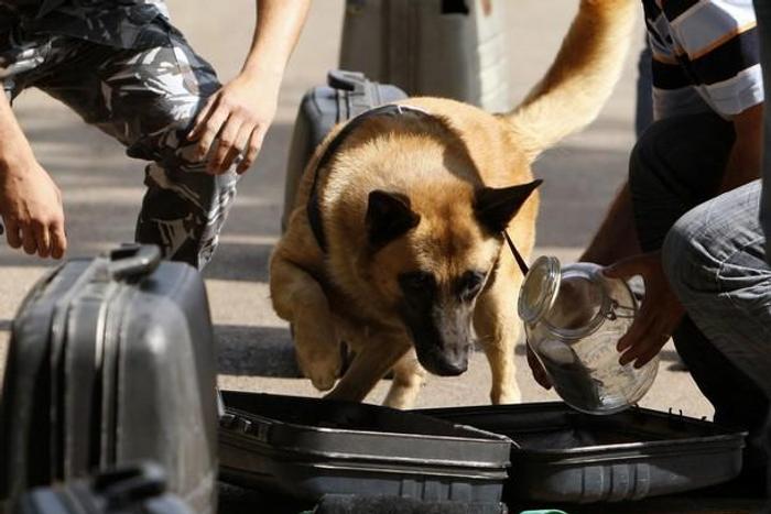 N658m for sniffer dogs as FEC approves N166bn for construction of Yobe Airport, others.  (Premium Times)