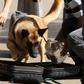 N658m for sniffer dogs as FEC approves N166bn for construction of Yobe Airport, others.  (Premium Times)