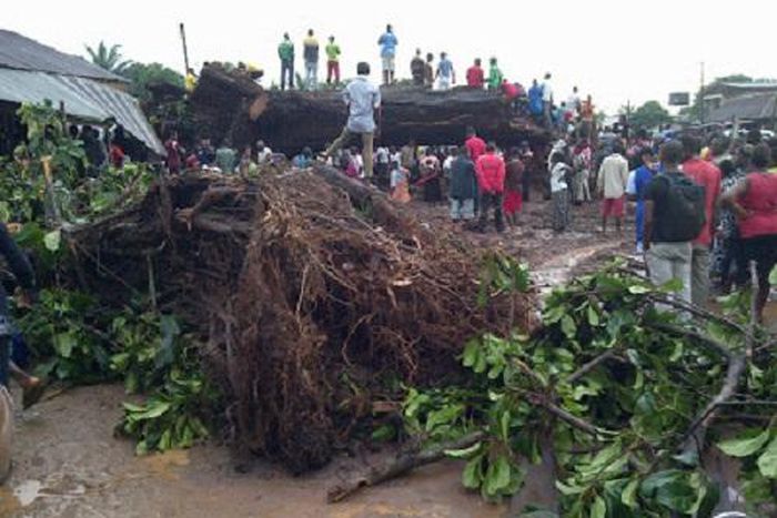 4 persons feared killed in Oyo as century-old tree falls to windstorm/Illustration. [LIB]
