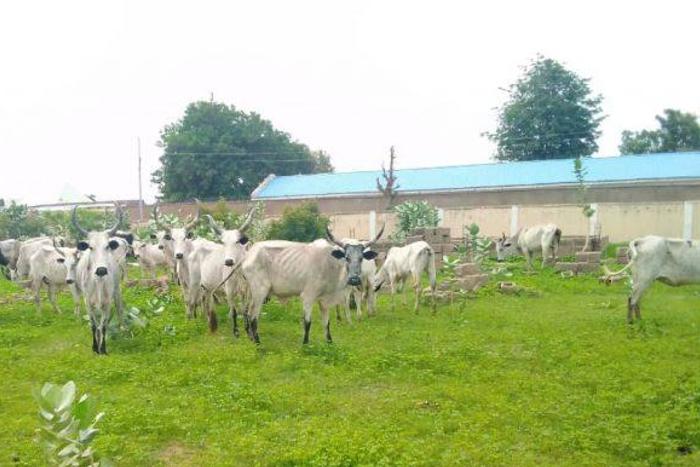 Police engage bandits in a shootout, recover 36 rustled cows in Katsina. [NAN]
