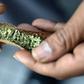 weed {wnbt}
