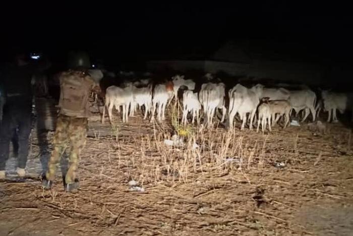 @Bellomatawalle1Security agents recover 300 stolen cows in Zamfara. [Twitter/@Bellomatawalle1]