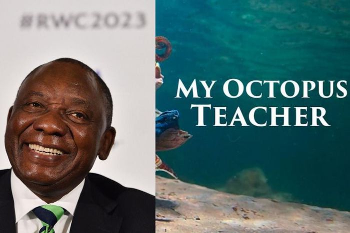 Cyril Ramaphosa has congratulated the production team of Netflix original 'My Octopus Teacher'  [Foreign Policy/Netflix]