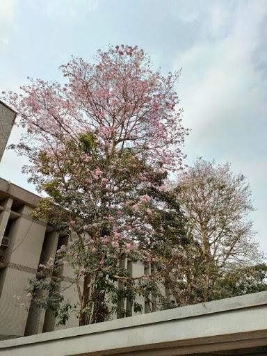 Colorful outdoor picture taken with the OPPO Reno5