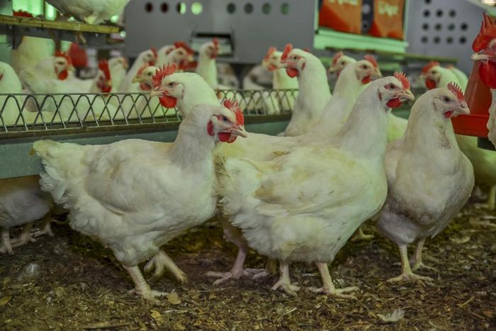 Chi Farms to build permanent site for poultry school in 2021