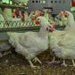 Chi Farms to build permanent site for poultry school in 2021