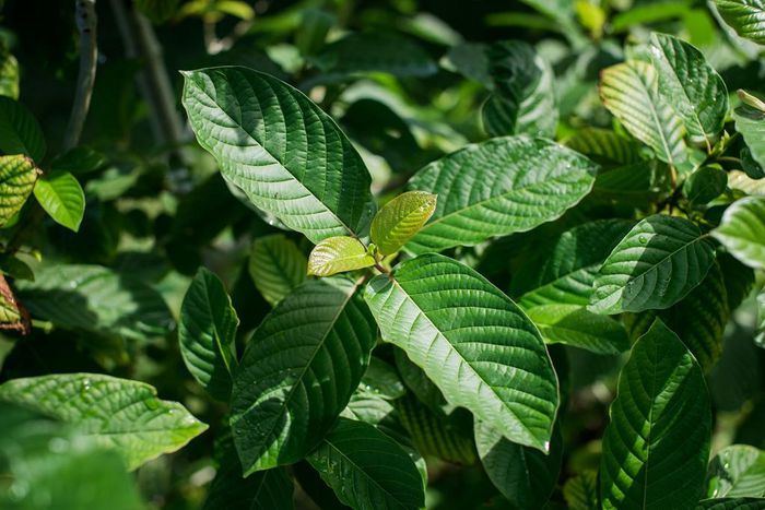 How Kratom strains affect the Maeng da?