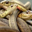 Nigeria needs N7bn to commence Anti-Snake Venom production for victims. [guardian]