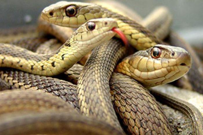 Nigeria needs N7bn to commence Anti-Snake Venom production for victims. [guardian]