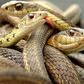 Nigeria needs N7bn to commence Anti-Snake Venom production for victims. [guardian]