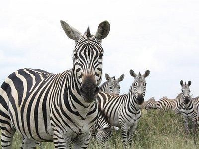 Zebras at a park {tripadvisor}