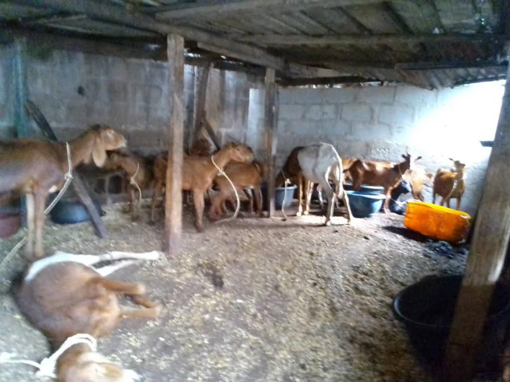 Dislodged illegal slaughter slabs by The Monitoring, Enforcement and Compliance (MEC) Team of the Lagos State Ministry of Agriculture in Lagos State. [Lagos govt]