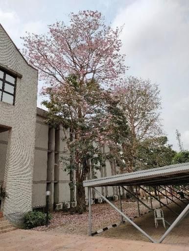 Colorful outdoor picture taken with the OPPO Reno5