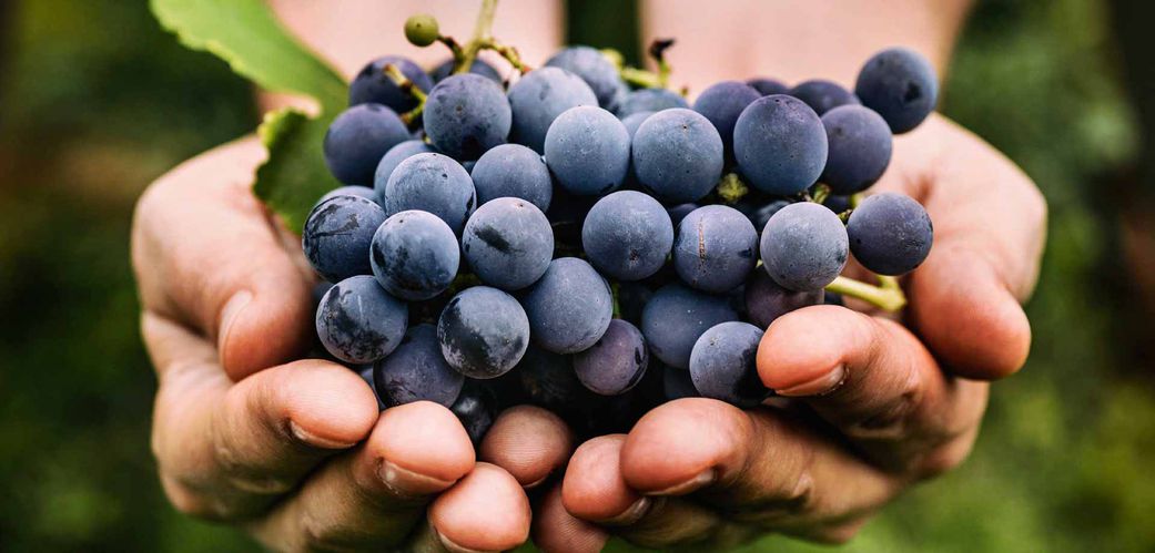 Ranked: The fruits with the most (and least) health benefits