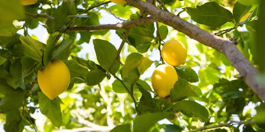 Ranked: The fruits with the most (and least) health benefits