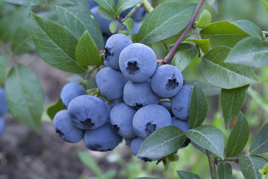 Ranked: The fruits with the most (and least) health benefits