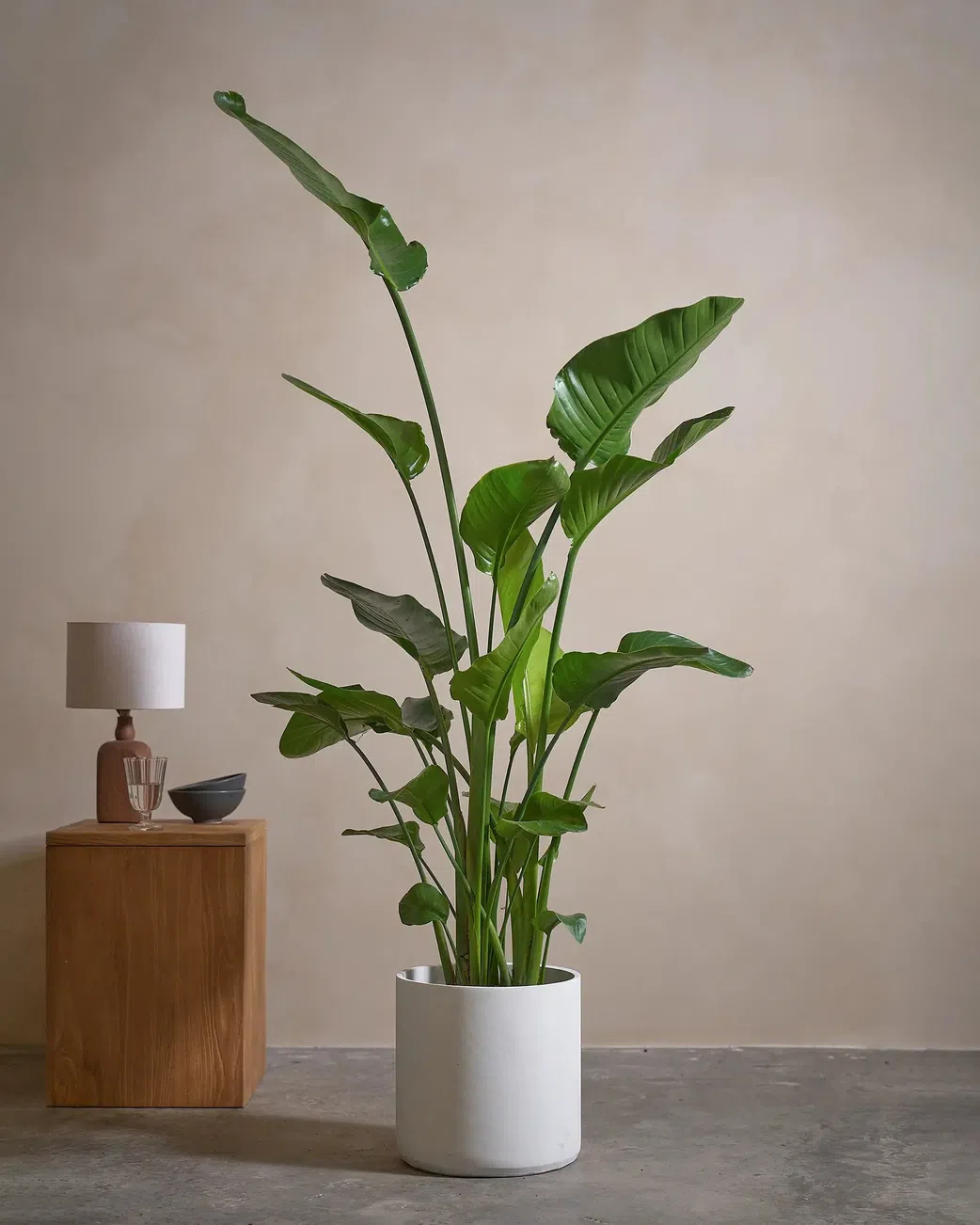Add a fresh or fake plant [IndoorPlantsinDubai]