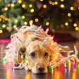 Christmas can feel different as an adult [thinkstock]
