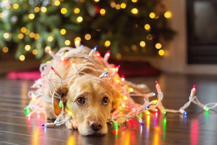 Christmas can feel different as an adult [thinkstock]