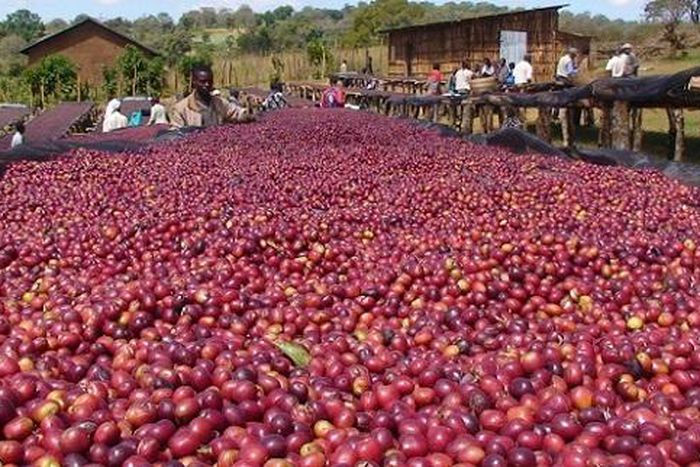 Sudan is one of the biggest buyers of Uganda’s coffee and the country consistently ranks second behind the European Union as Uganda’s big export markets for coffee.