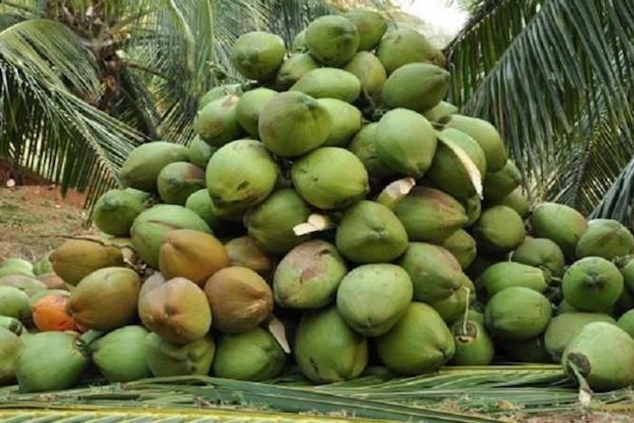 LASG, FAO sign $200,000 agreement on coconut development (BusinessDay)