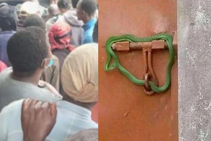 Landlord locks gate with live snake to prevent rent-owing tenants from entering
