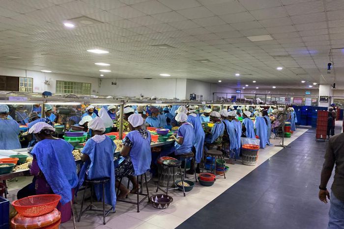 Female employees at the Cashew Peeling Processing section of Valency Agro Nig Ltd