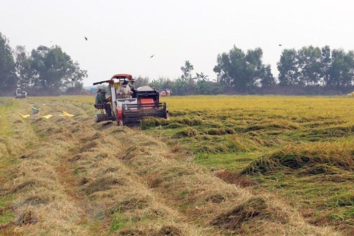 Benin Republic grants 30,000 hectares to Nigerian company for rice production.  (Nairametrics)