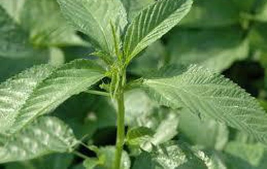 Ewedu is also called jute [farmer'sdigest]