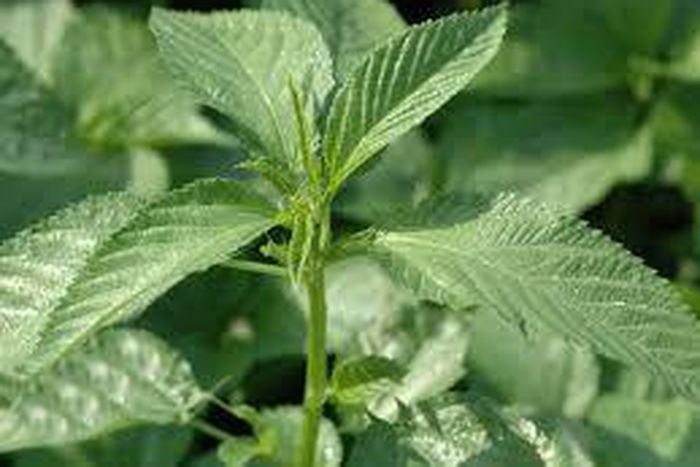 Ewedu is also called jute [farmer'sdigest]