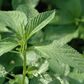 Ewedu is also called jute [farmer'sdigest]
