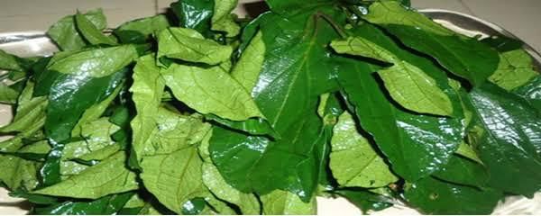 Ugu/Ugwu leaves