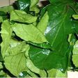 Ugu/Ugwu leaves