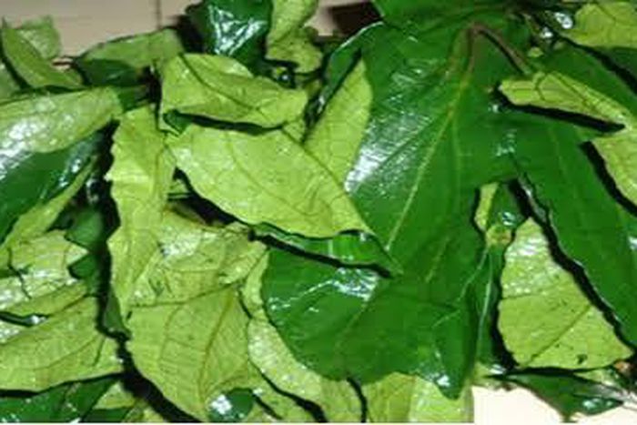 Ugu/Ugwu leaves