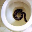 Snakes can get into your toilet [slate]