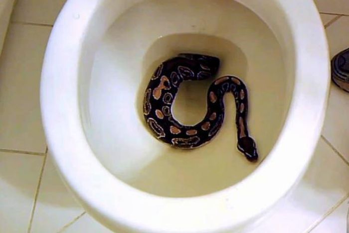 Snakes can get into your toilet [slate]