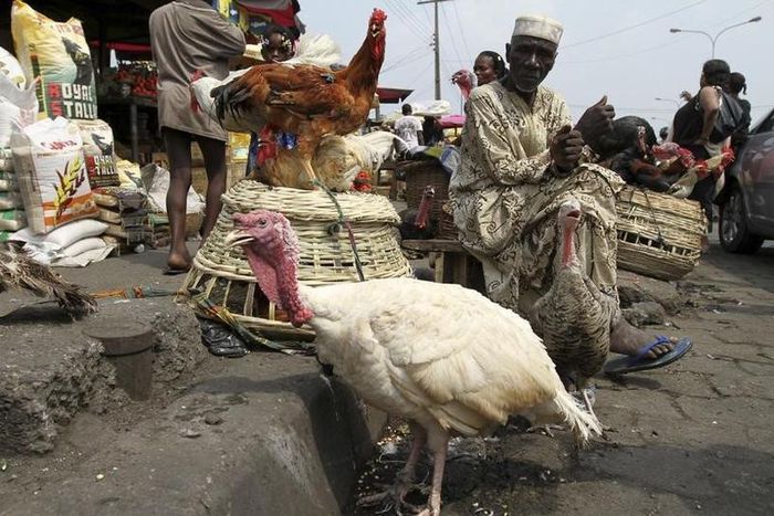 Nigerians lament increase in price of chicken.