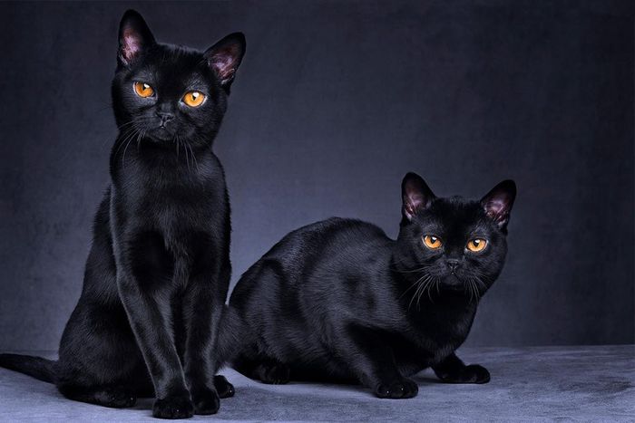 Why are black cats considered bad luck? [HowStuffWorks]