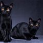 Why are black cats considered bad luck? [HowStuffWorks]