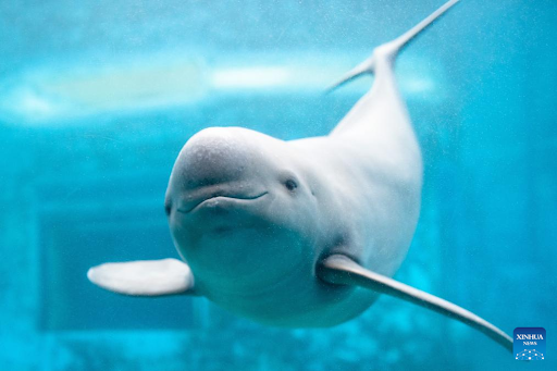 Yangtze finless porpoise [InstituteofHydrobi]