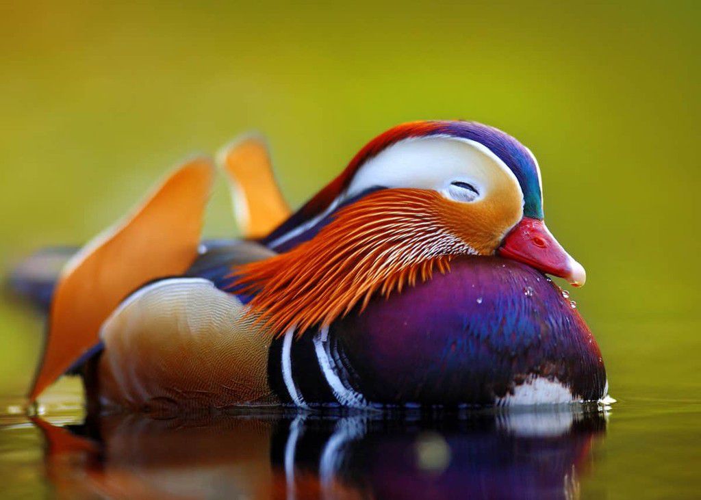 Discover five wonders of nature that capture our imagination and dazzle our senses: the snow leopard, the white Bengal tiger, the blue morpho butterfly, the mandarin duck and the mandarin fish. Their exceptional beauty highlights the richness and diversity of our world, highlighting the critical importance of conservation to preserve these precious treasures for generations to come.