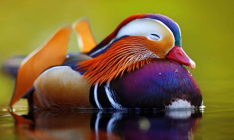 The most beautiful animals on earth
