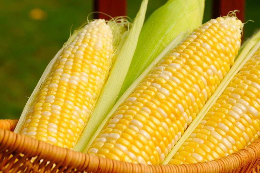 Corn [CarrollCountyGrown]