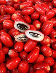 Miracle fruit [GuacalinaNursery]