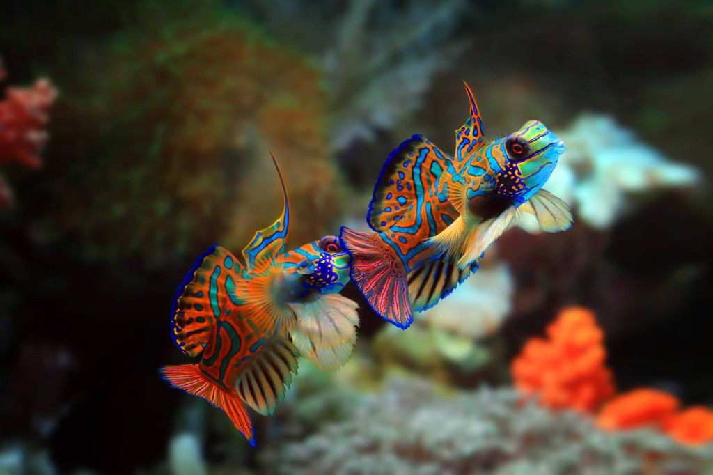 The mandarin fish[shutterstock ]