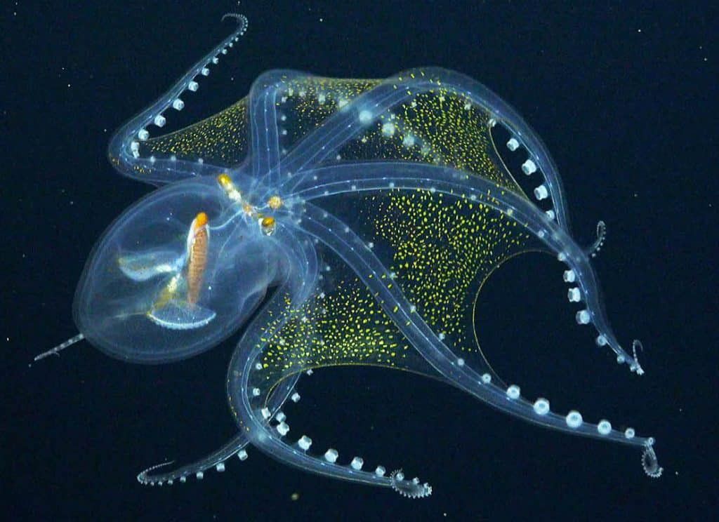Octopus [octonation]