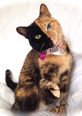 Venus the Two-Faced Cat [Pinterest]