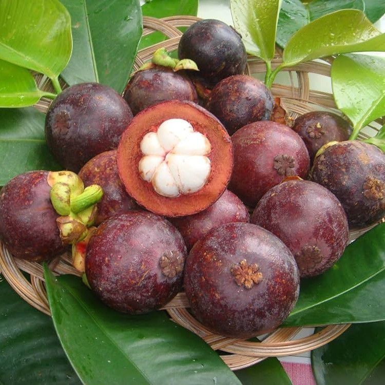 Mangosteen [Royal'sPlant]