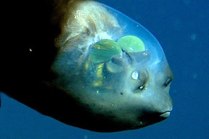 Transparent animals in the world [nationalmarinesanctuaryfoundation]