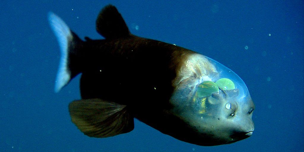 The barreleye fish [mbari]
